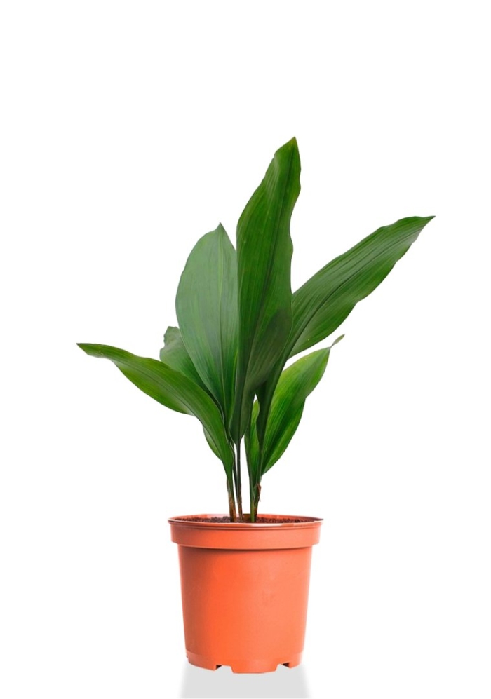 Аспидистра элатиор