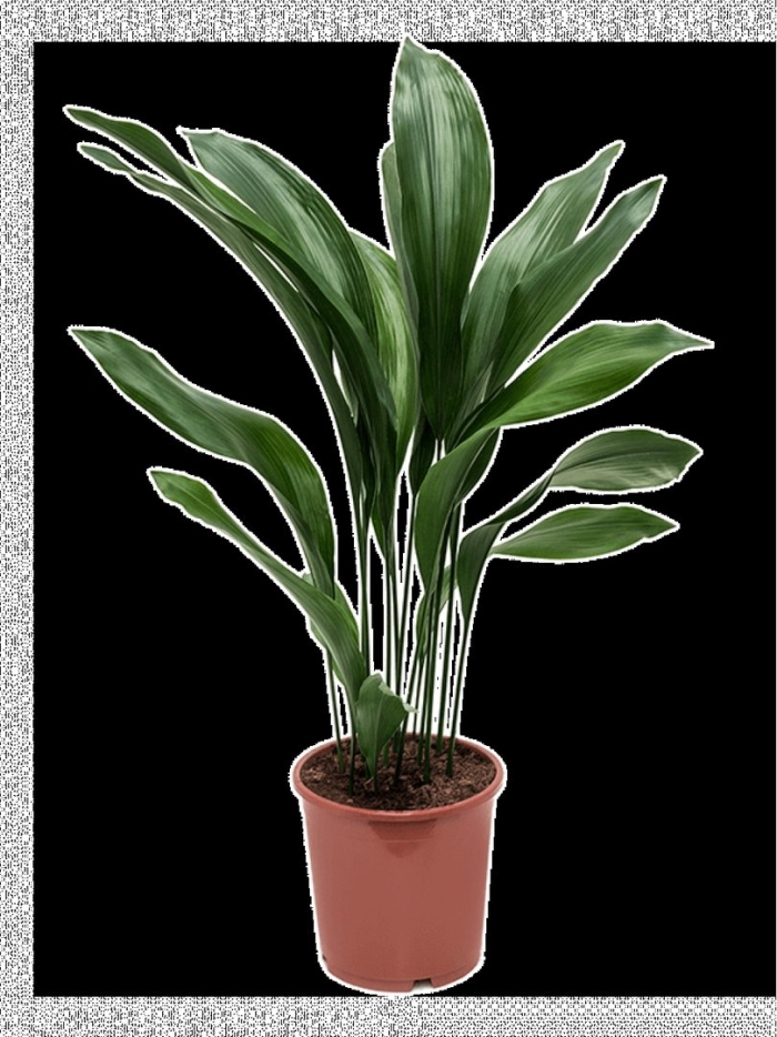 Аспидистра элатиор