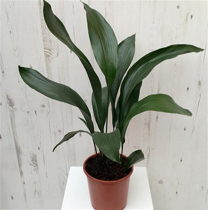 Aspidistra elatior