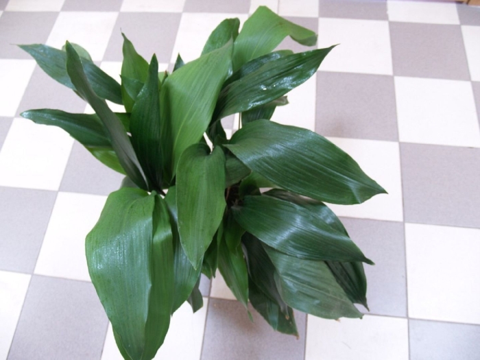 Аспидистра дружная семейка