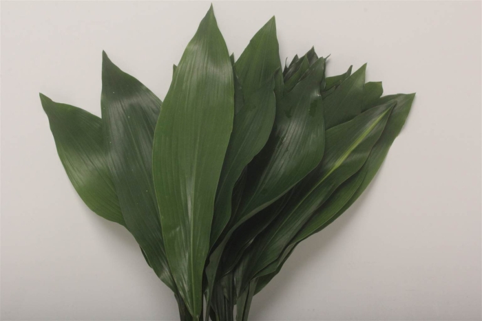 Аспидистра срезка