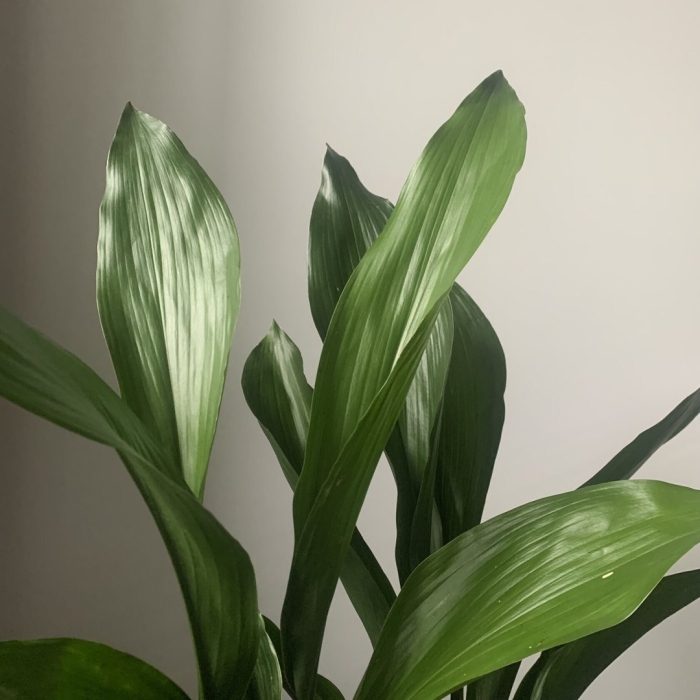 Аспидистра комнатное растение