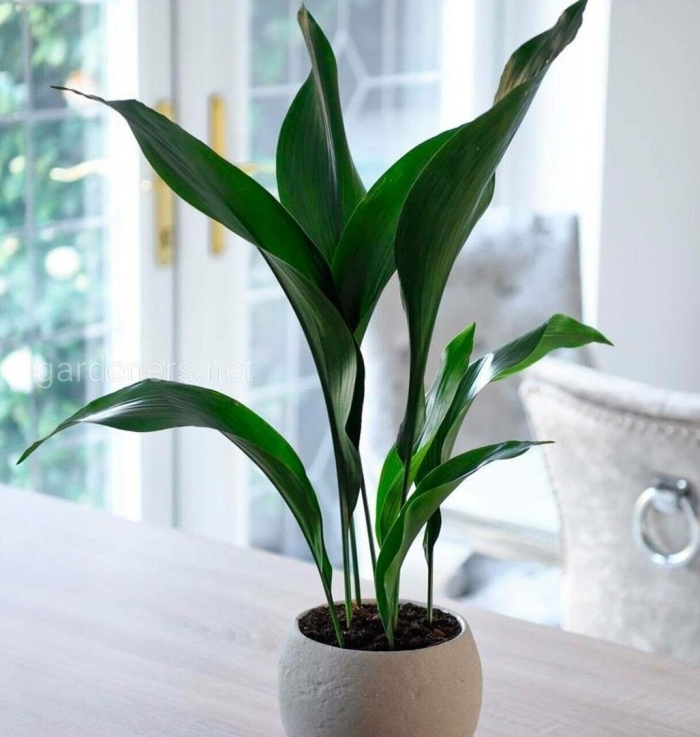 Аспидистра комнатная