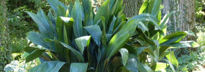 Aspidistra elatior