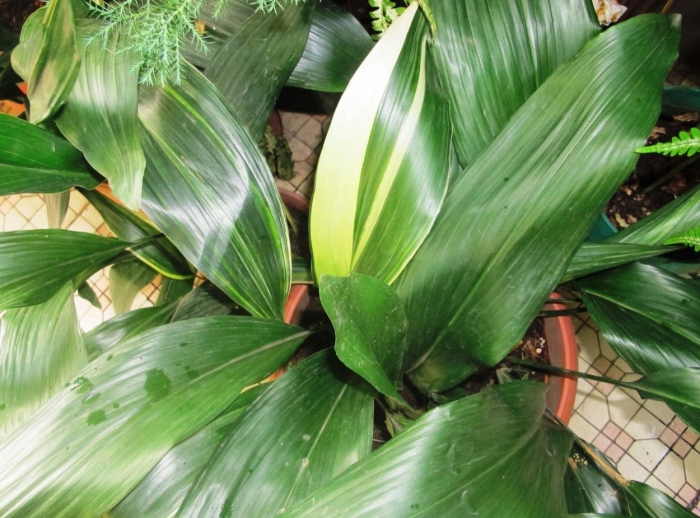 Аспидистра комнатное растение