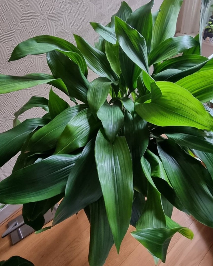 Аспидистра уход в домашних условиях