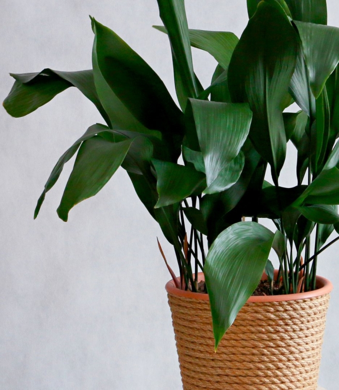 Аспидистра элатиор