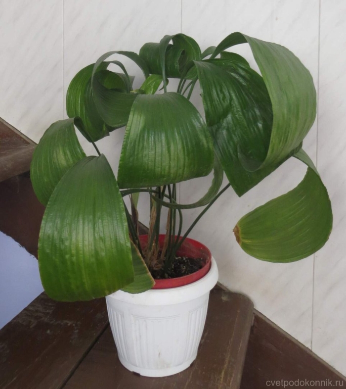 Аспидистра грин болл