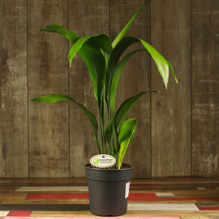 Аспидистра элатиор