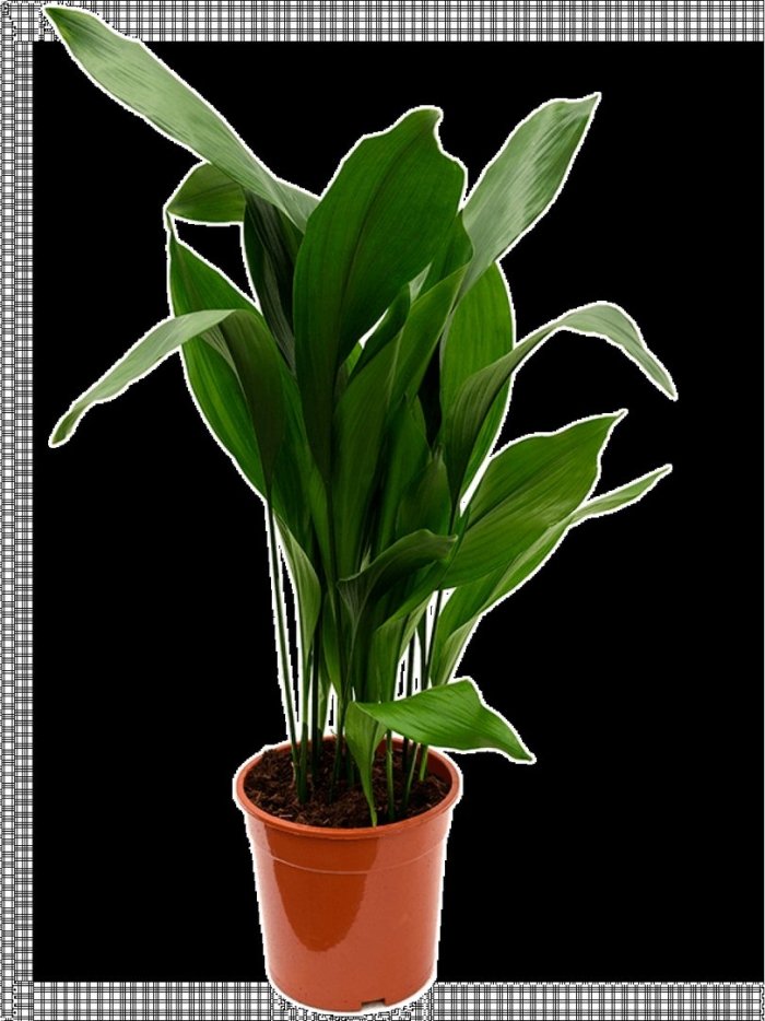 Растение аспидистра