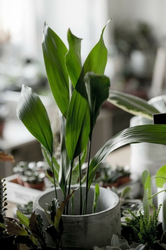 Аспидистра элатиор