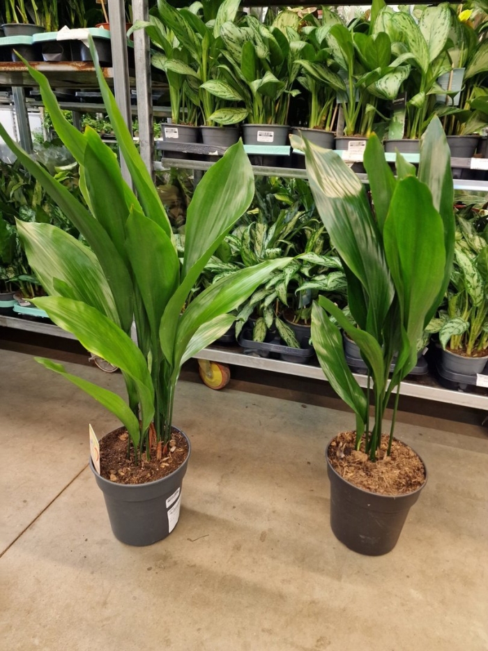 Aspidistra elatior