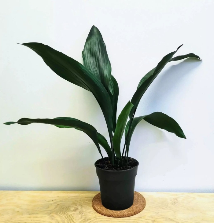 Аспидистра элатиор (aspidistra elatior)