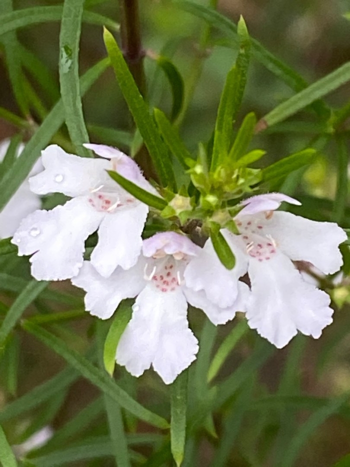 Westringia longifolia