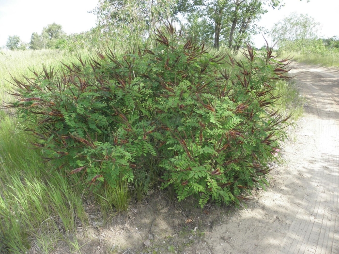 Аморфа кустарниковая