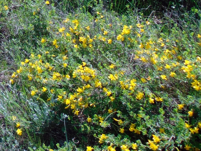 Карагана карликовая