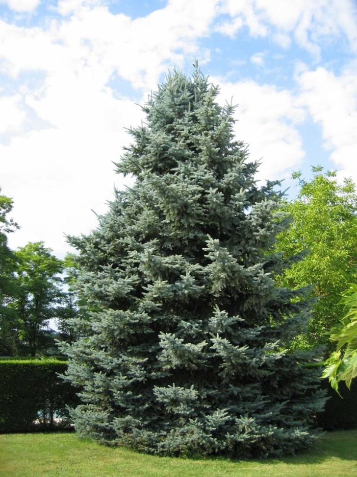 Ель колючая picea pungens