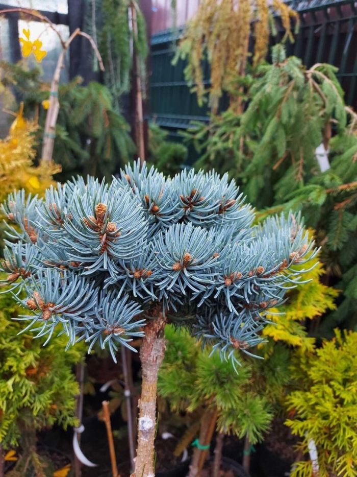 Picea pungens nidiformis kalous