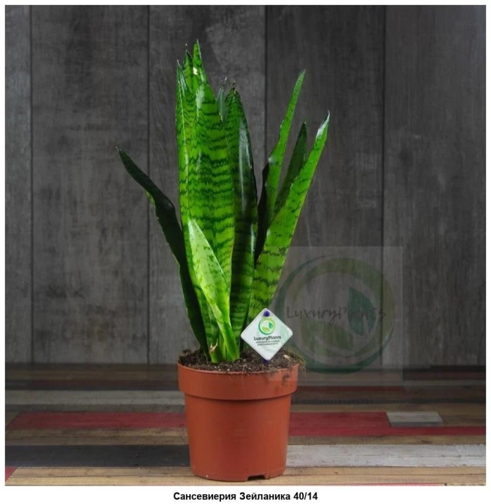 Сансевиерия зейланика сильвер