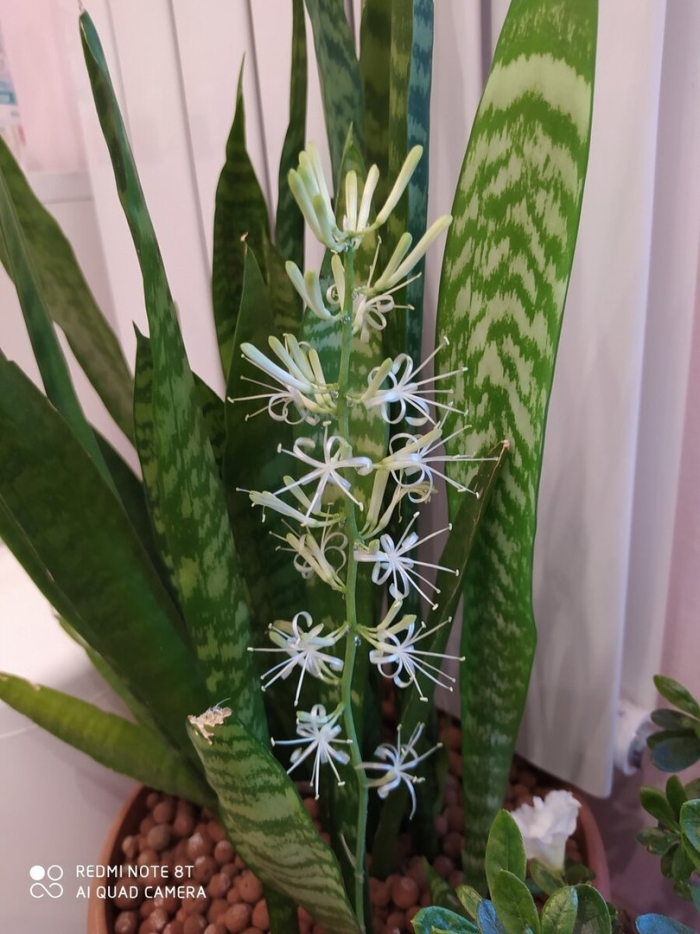 Сансевиерия щучий хвост цветение