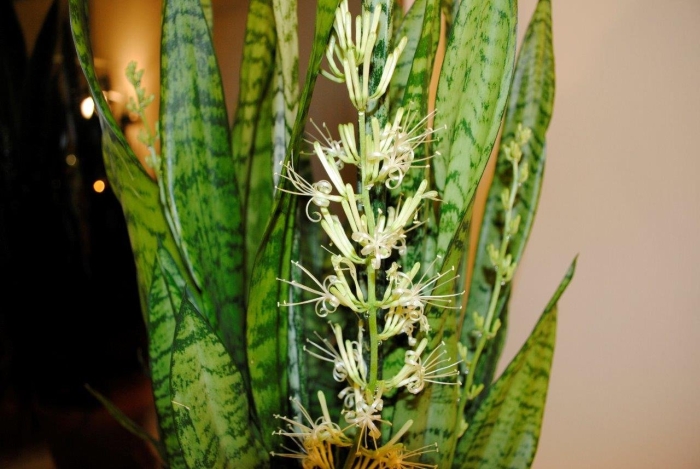 Сансевьера щучий хвост