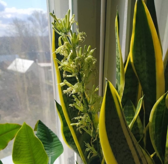 Сансевиерия щучий хвост цветы
