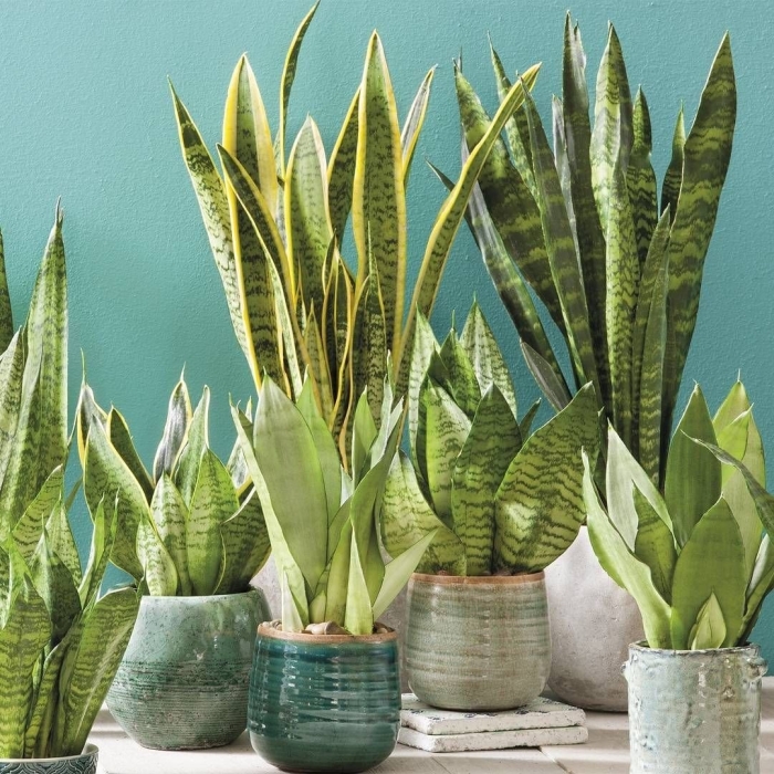 Растение сансевиерия