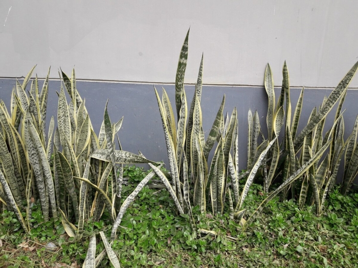 Sansevieria trifasciata