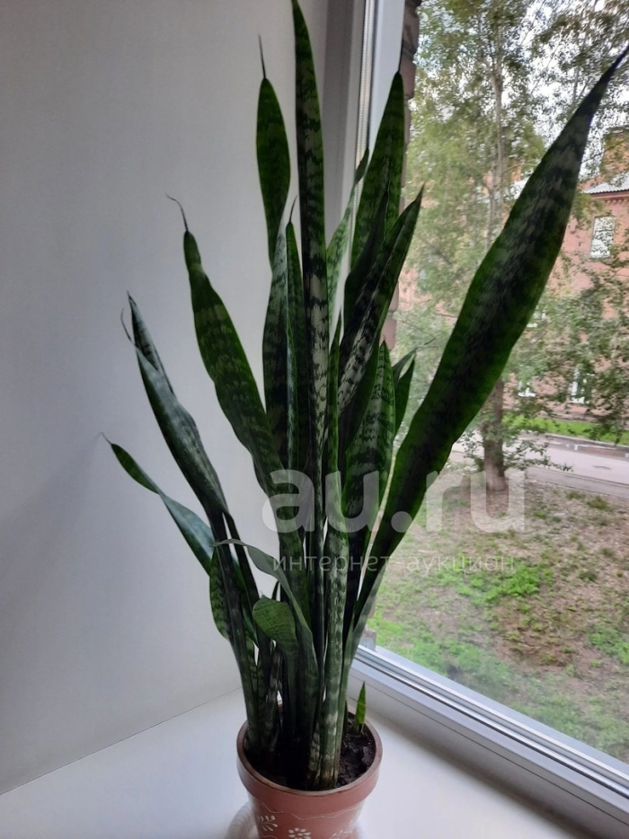 Щучий хвост