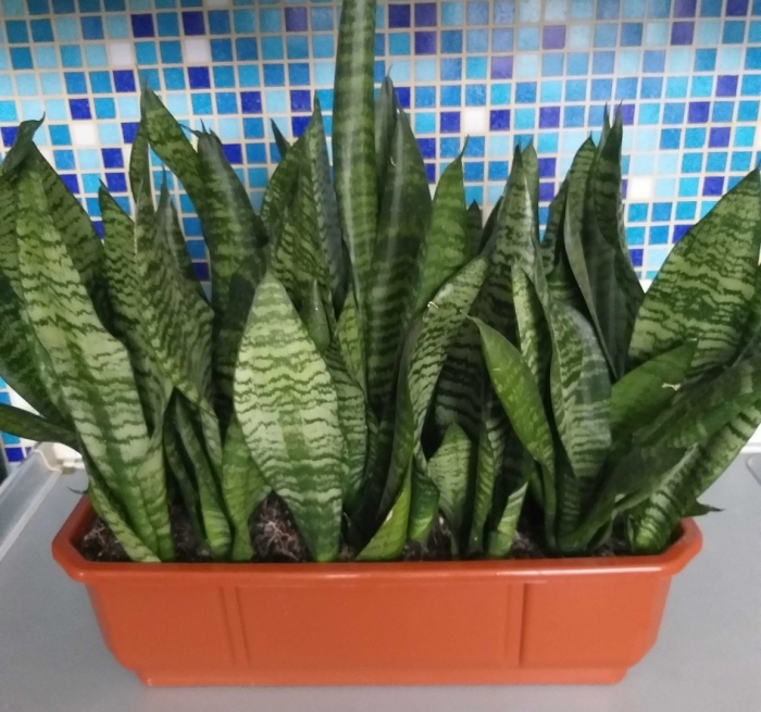 Сансевиерия зейланика