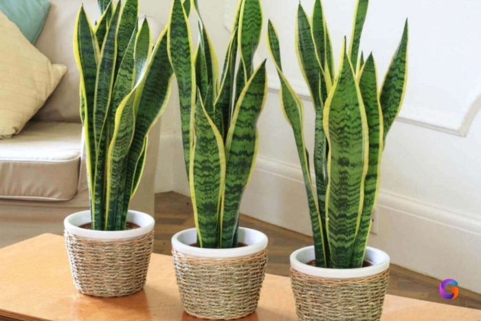 Сансевиерия трехполосная