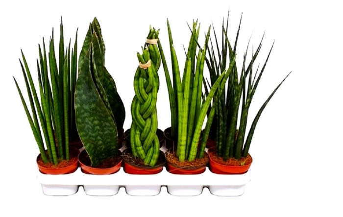 Цилиндрика сансевиерия