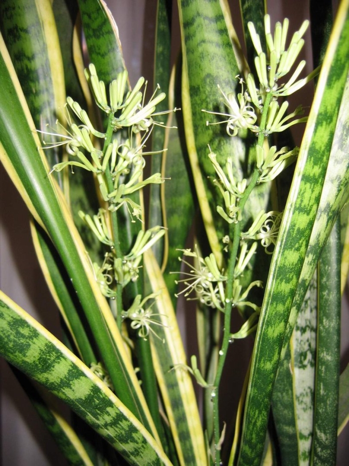 Сансевиерия трехполосная цветение
