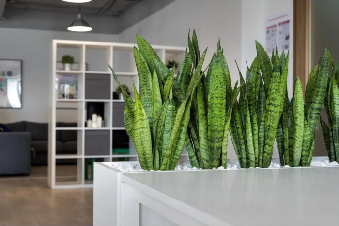 Сансевиерия зейланика