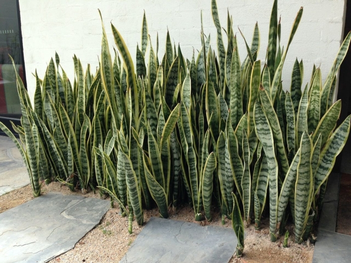 Sansevieria trifasciata