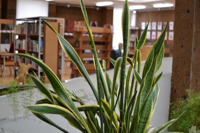 Сансевиерия трехполосная