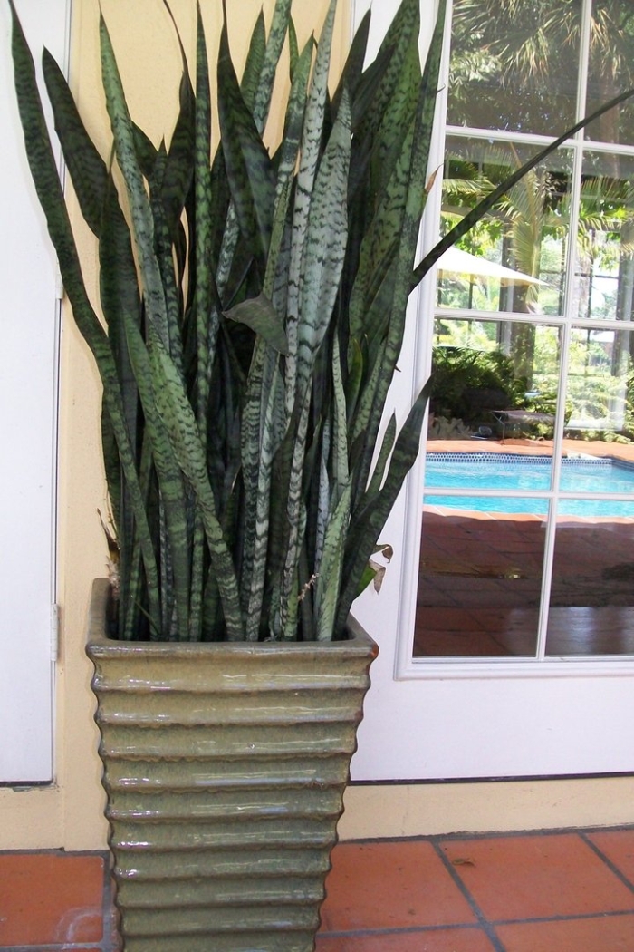 Сансевиерия trifasciata(trifasciata)