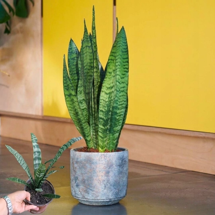 Сансевиерия зейланика гринлайн