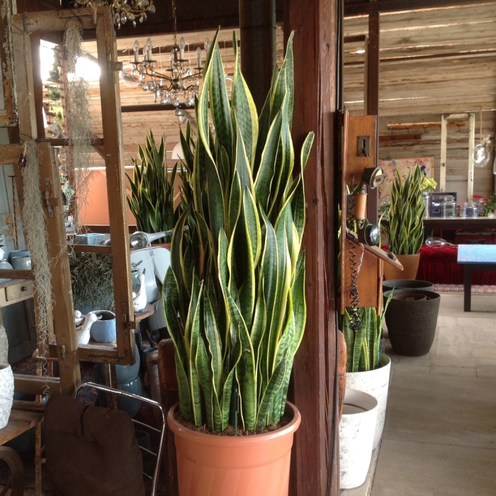 Лауренти сансевиерия