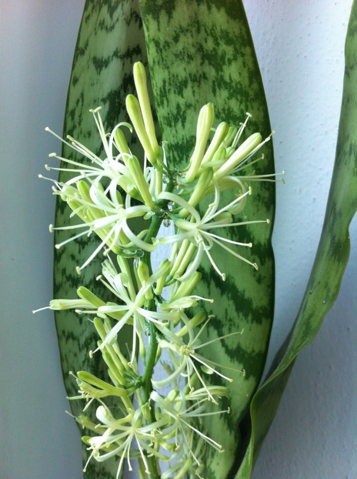 Сансевиерия аруша блэк