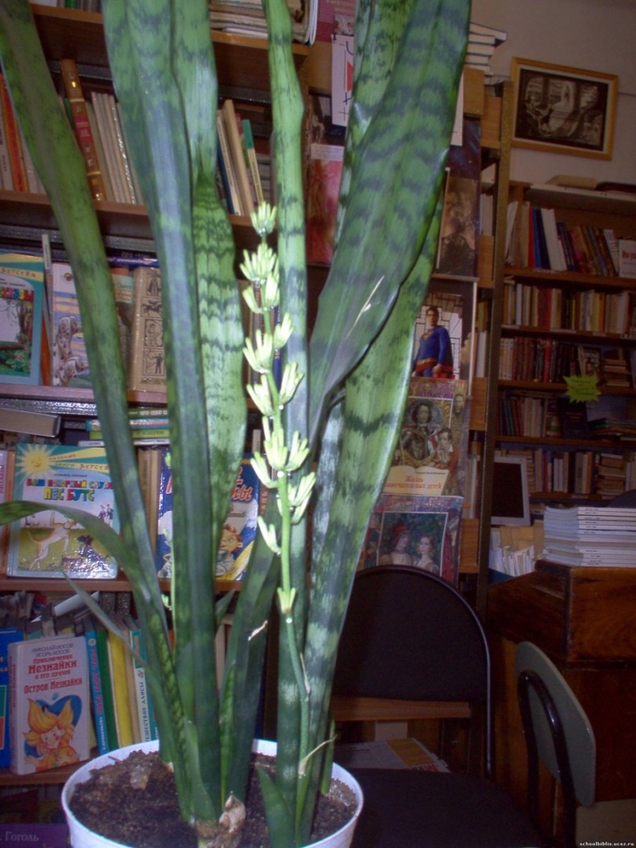 Цветёт ли щучий хвост цветок