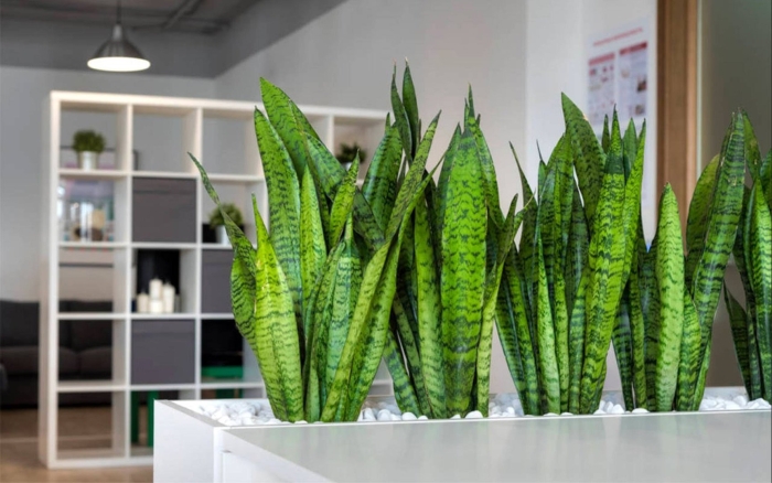 Сансевиерия кукушкин хвост