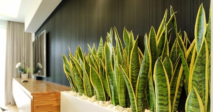 Сансевиерия тещин язык