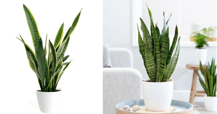 Сансевьера сансевиерия трехполосная