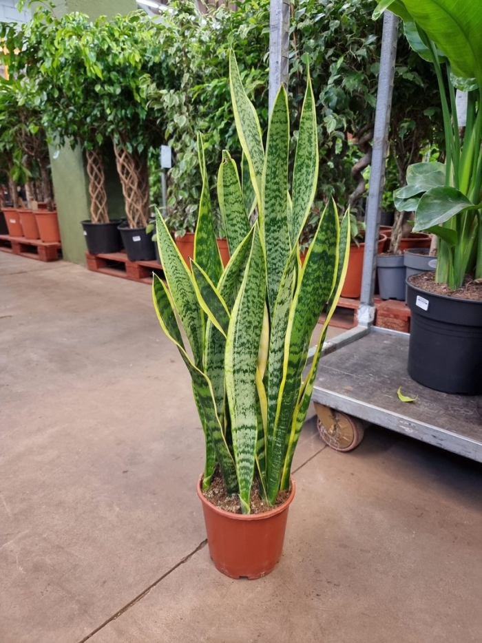 Сансевиерия лауренти