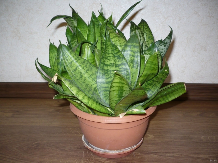 Сансевьера комнатное растение