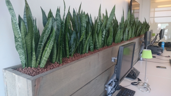 Цветок щучий хвост