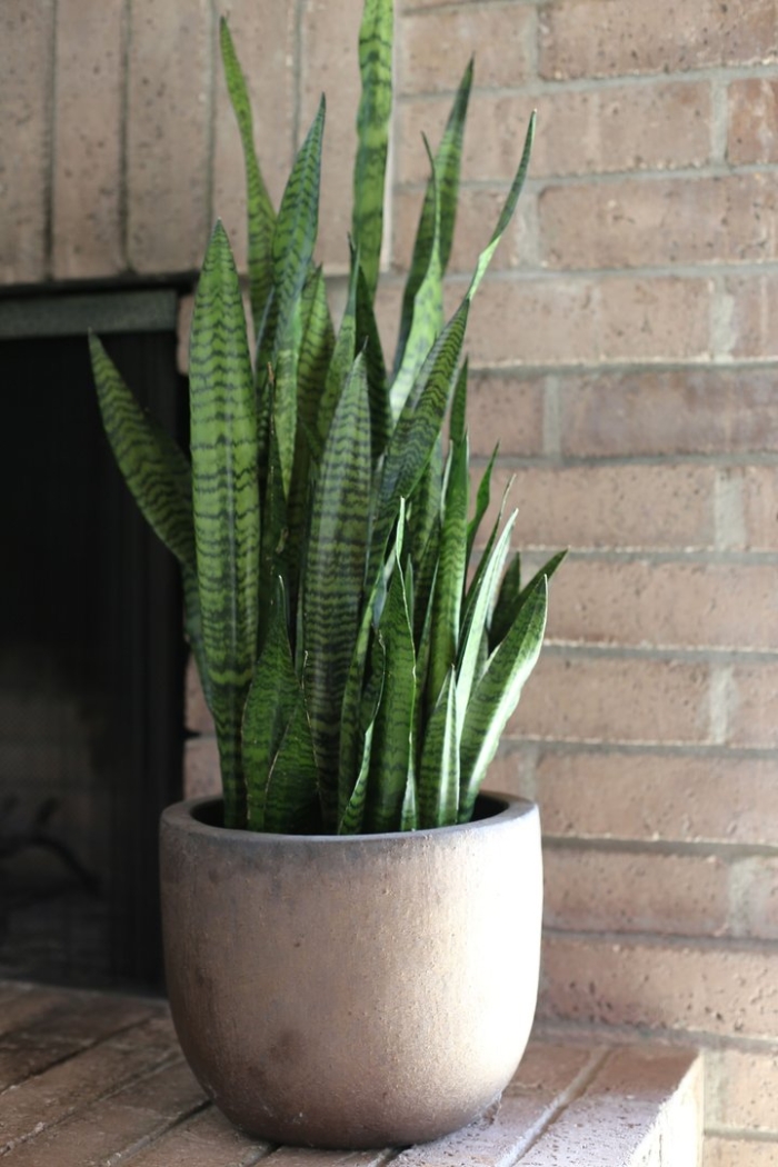 Сансевиерия комнатное садоводство