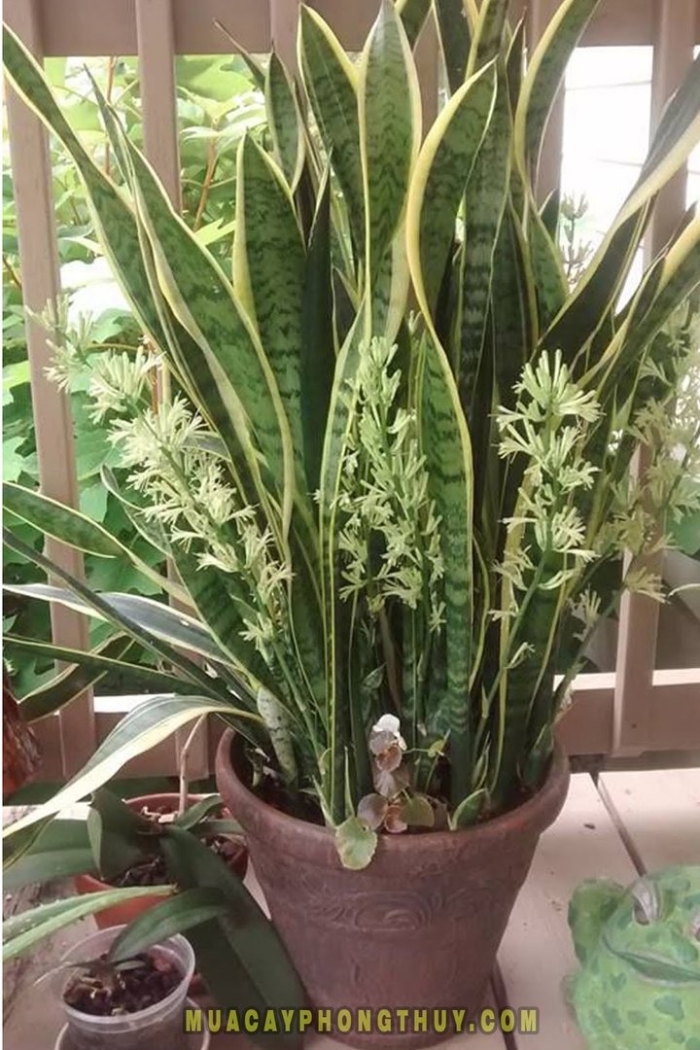 Сансевиерия щучий хвост