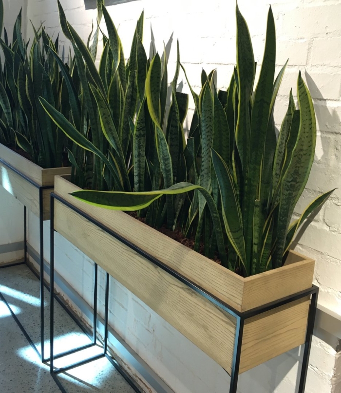 Сансевьера в длинном горшке